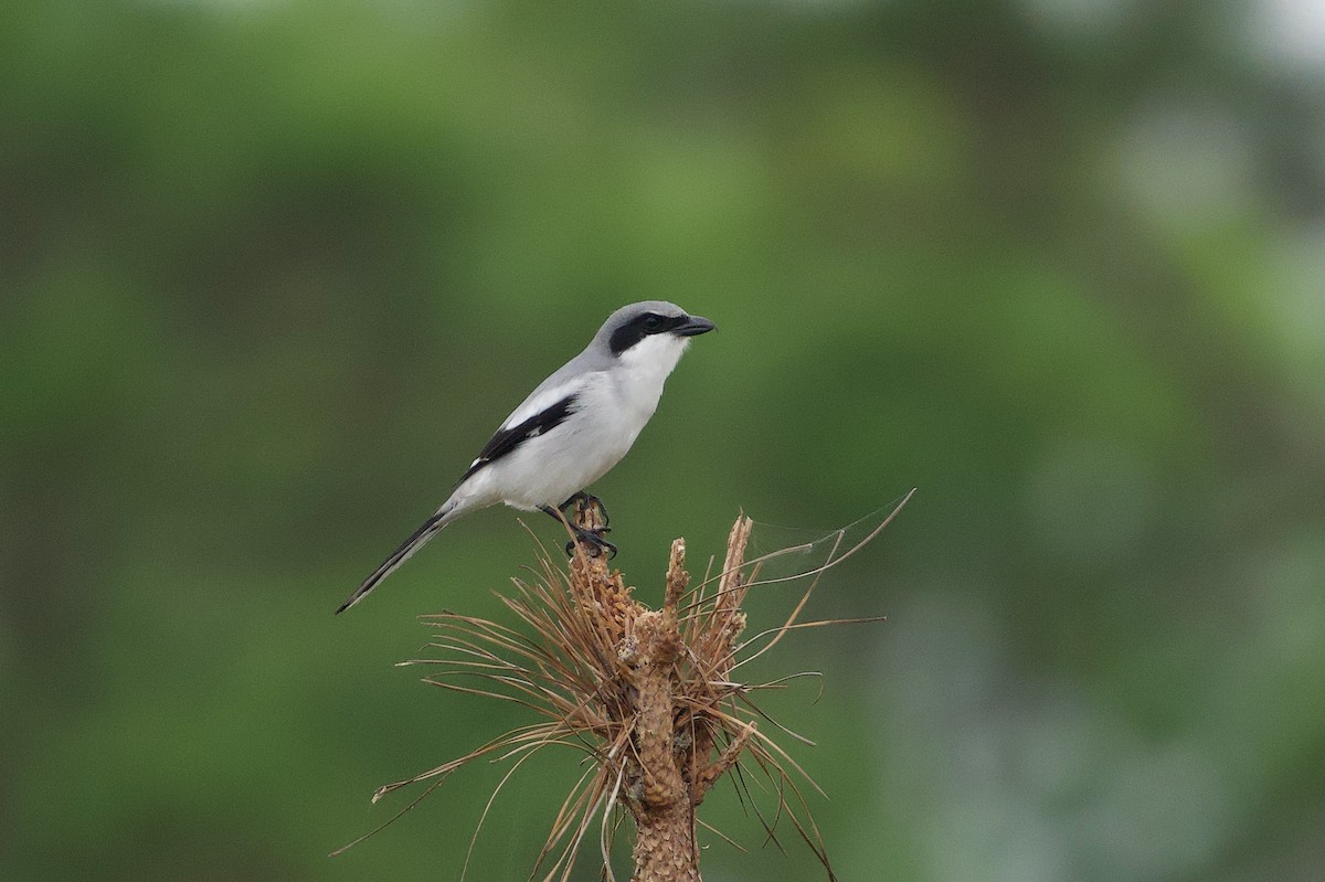Loggerhead Shrike - ML646601756