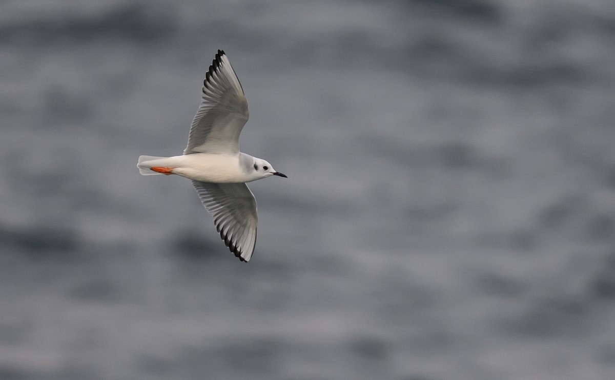 racek Bonapartův - ML646601757