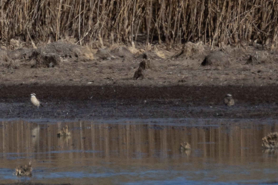 Kittlitz's Plover - ML646601758