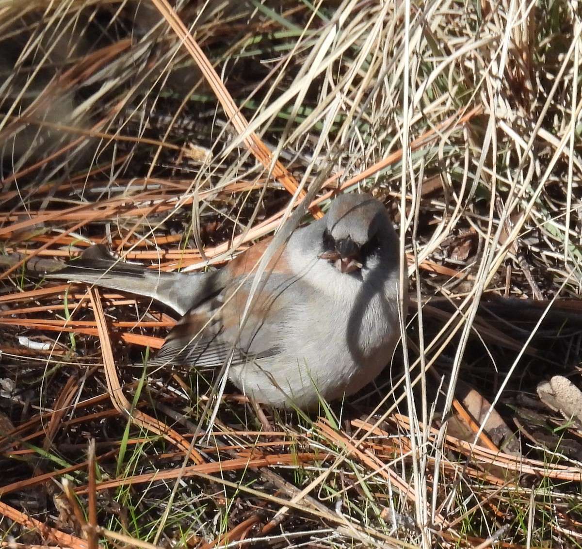 Юнко сірий (підвид dorsalis) - ML646601759