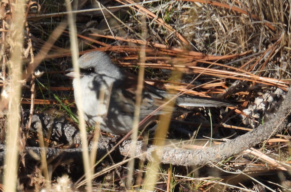 Юнко сірий (підвид dorsalis) - ML646601760