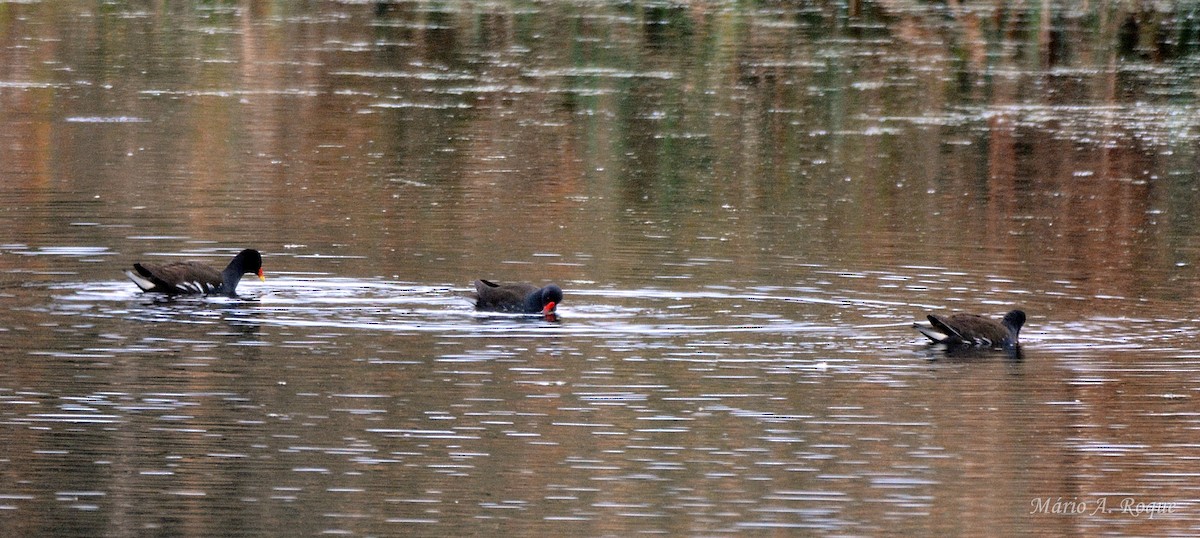 slípka zelenonohá - ML646601762