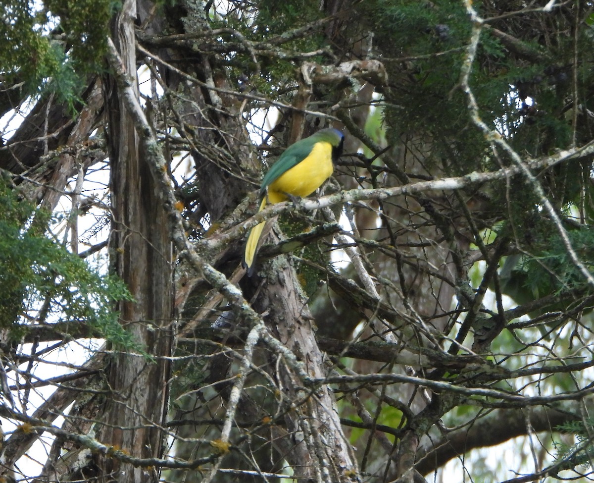 Geai vert - ML646601763