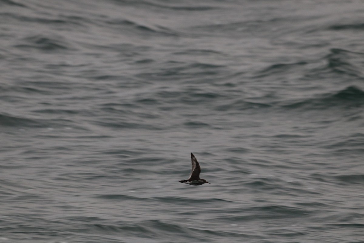 Purple Sandpiper - ML646601764