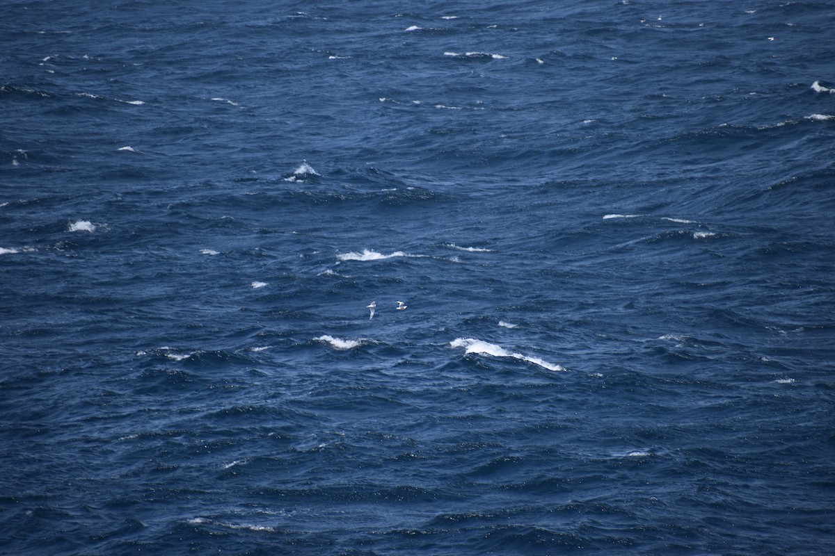 Sabine's Gull - ML646601765