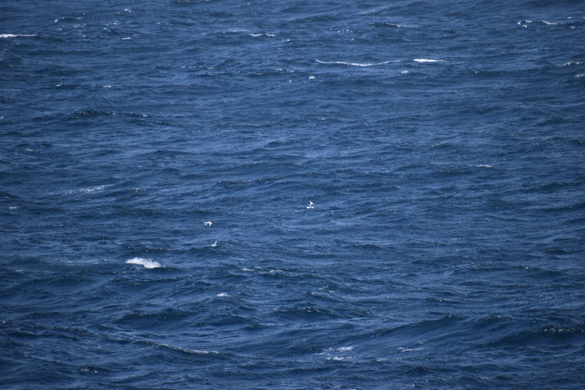 Sabine's Gull - ML646601766