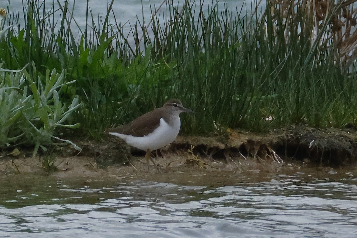 Common Sandpiper - ML646601767