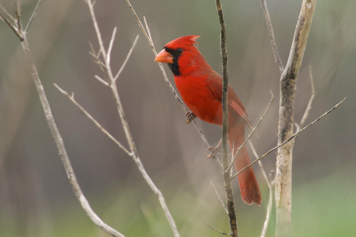 Northern Cardinal - ML646601768