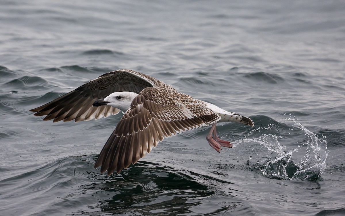 racek mořský - ML646601769