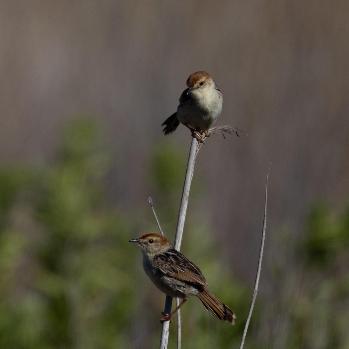 Levaillant's Cisticola - ML646601771