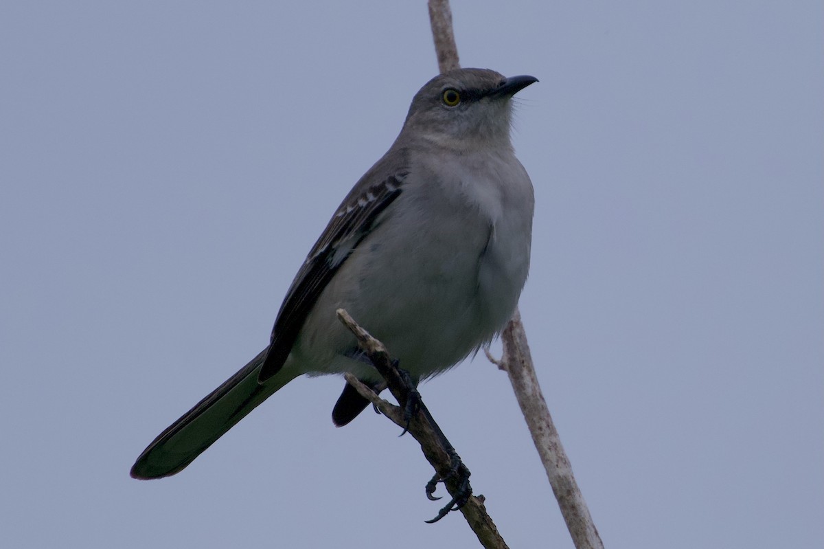 Northern Mockingbird - ML646601773