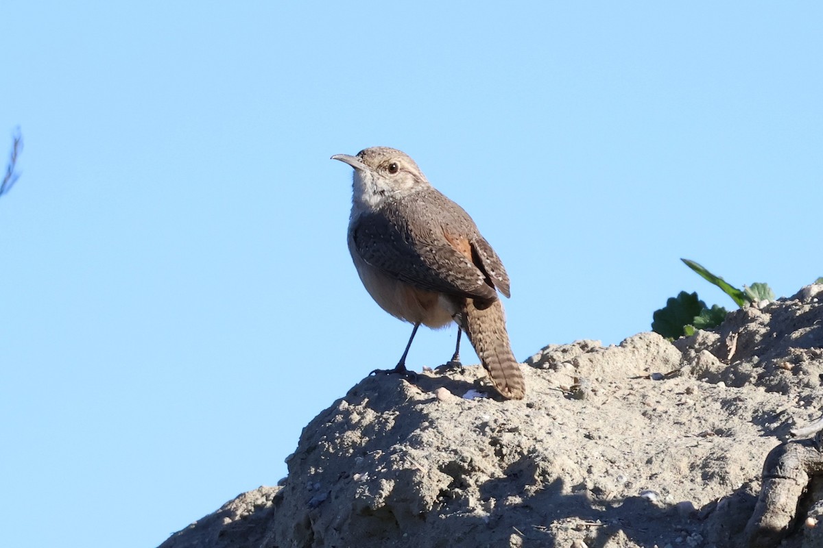 Rock Wren - ML646601774