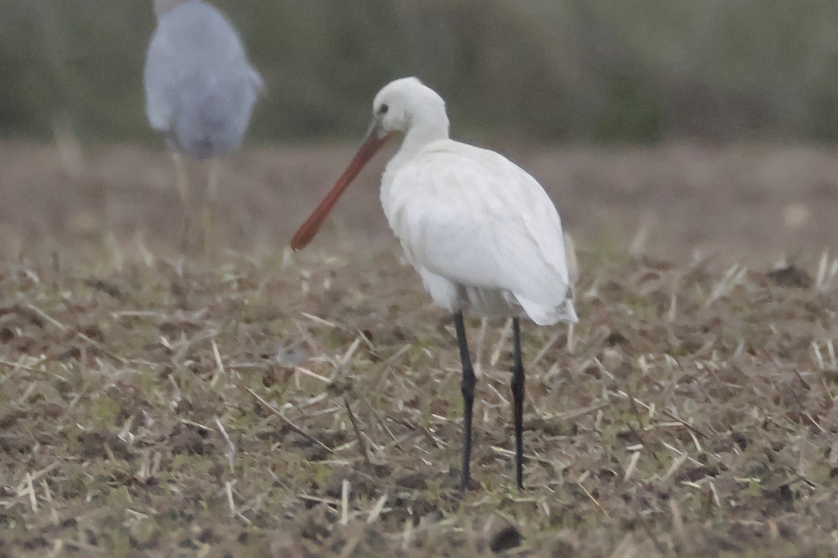 Eurasian Spoonbill - ML646601778