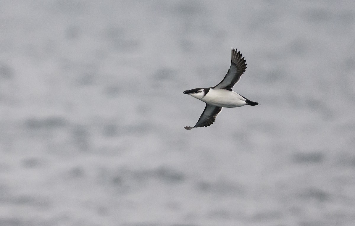 alka malá - ML646601780