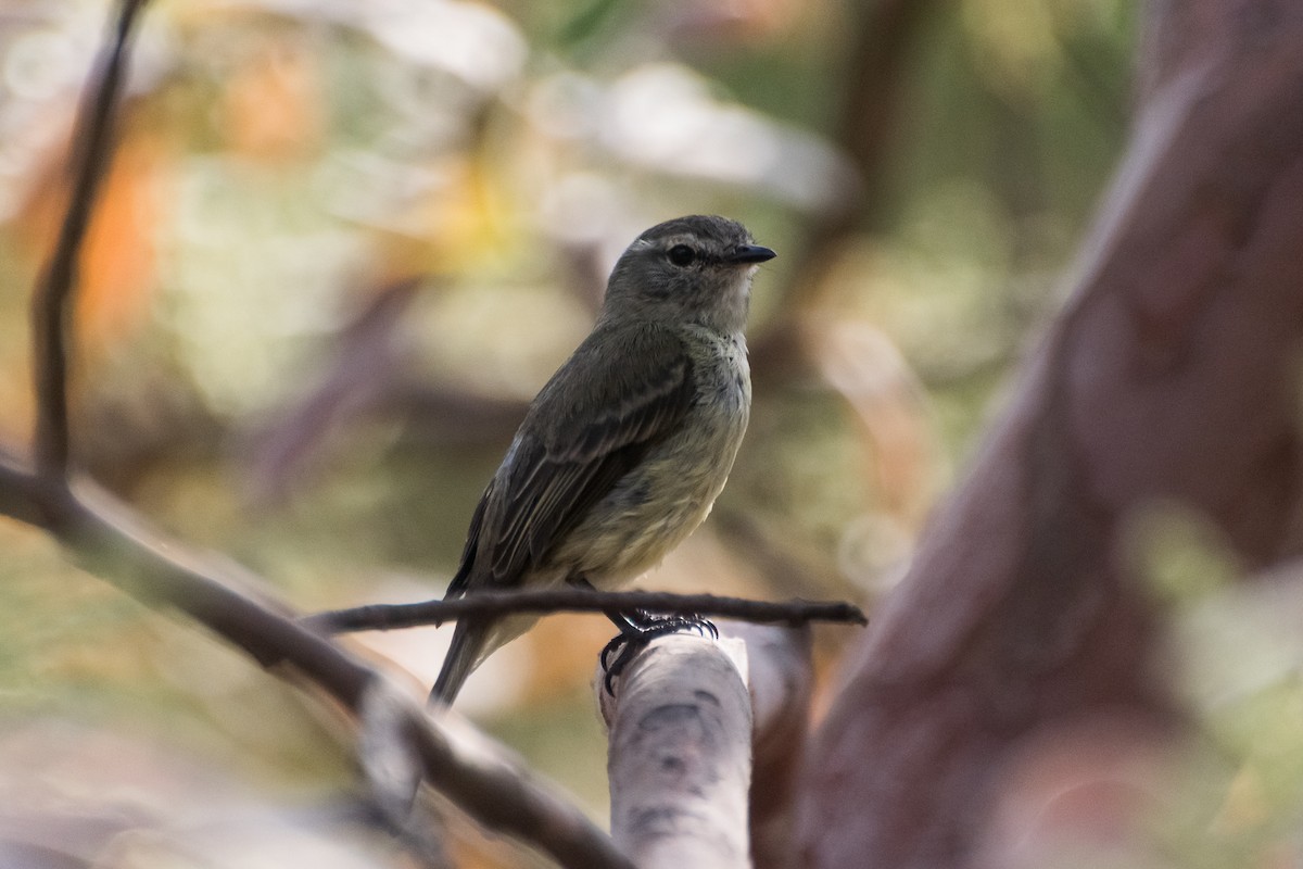 Planalto Tyrannulet - ML646601782