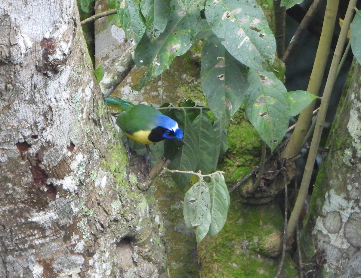 Geai vert - ML646601783