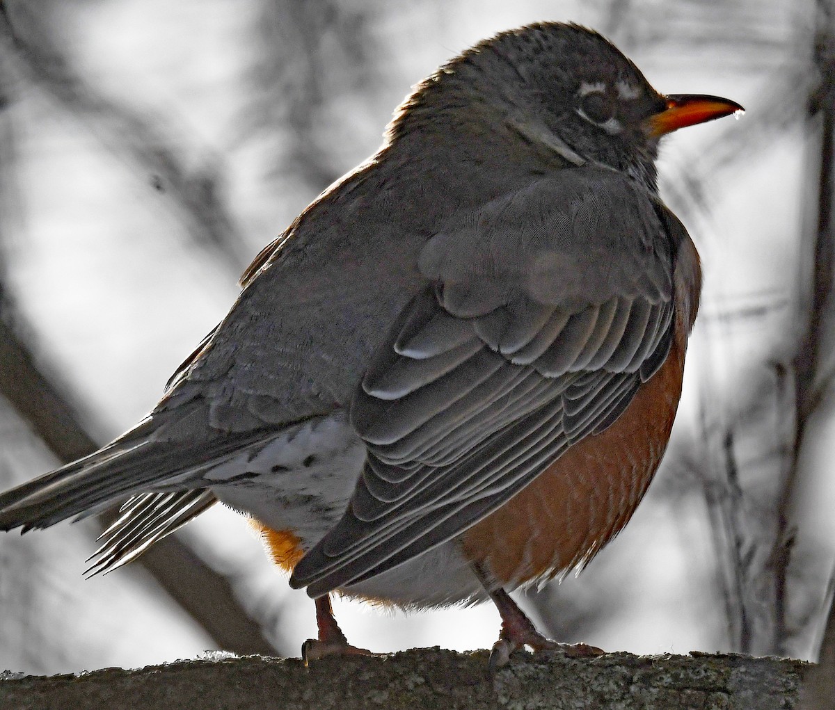American Robin - ML646601784