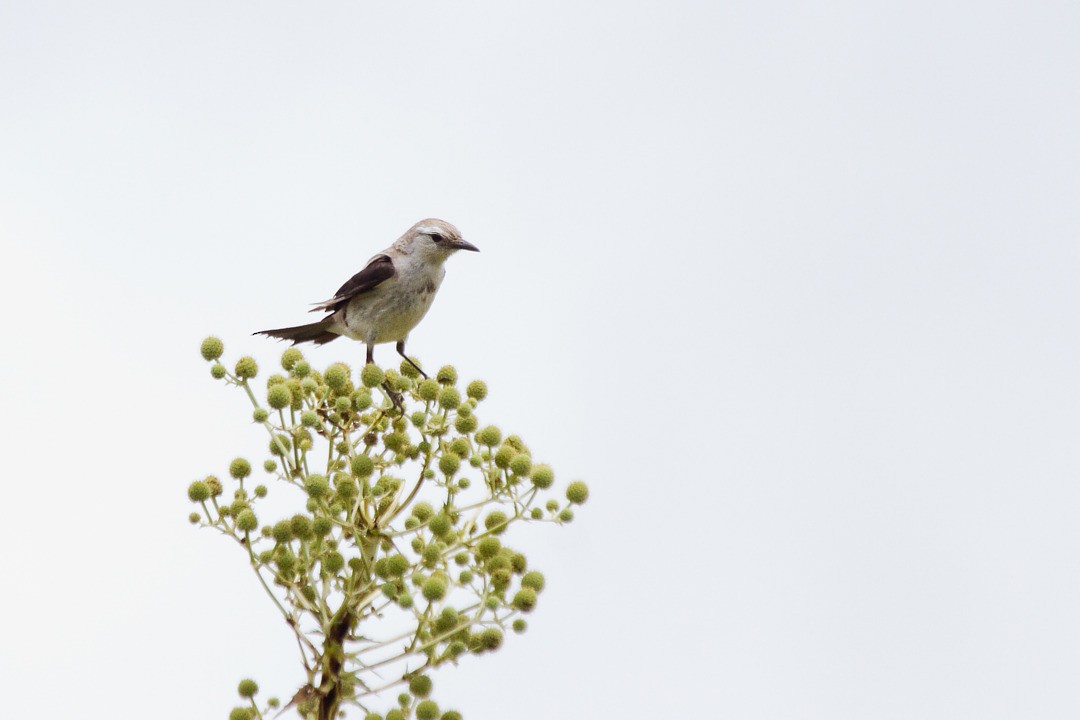 オグロシロタイランチョウ - ML646601785