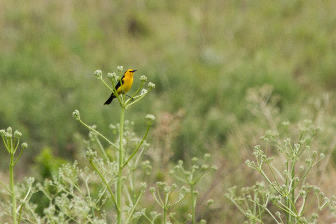 キバラムクドリモドキ - ML646601788