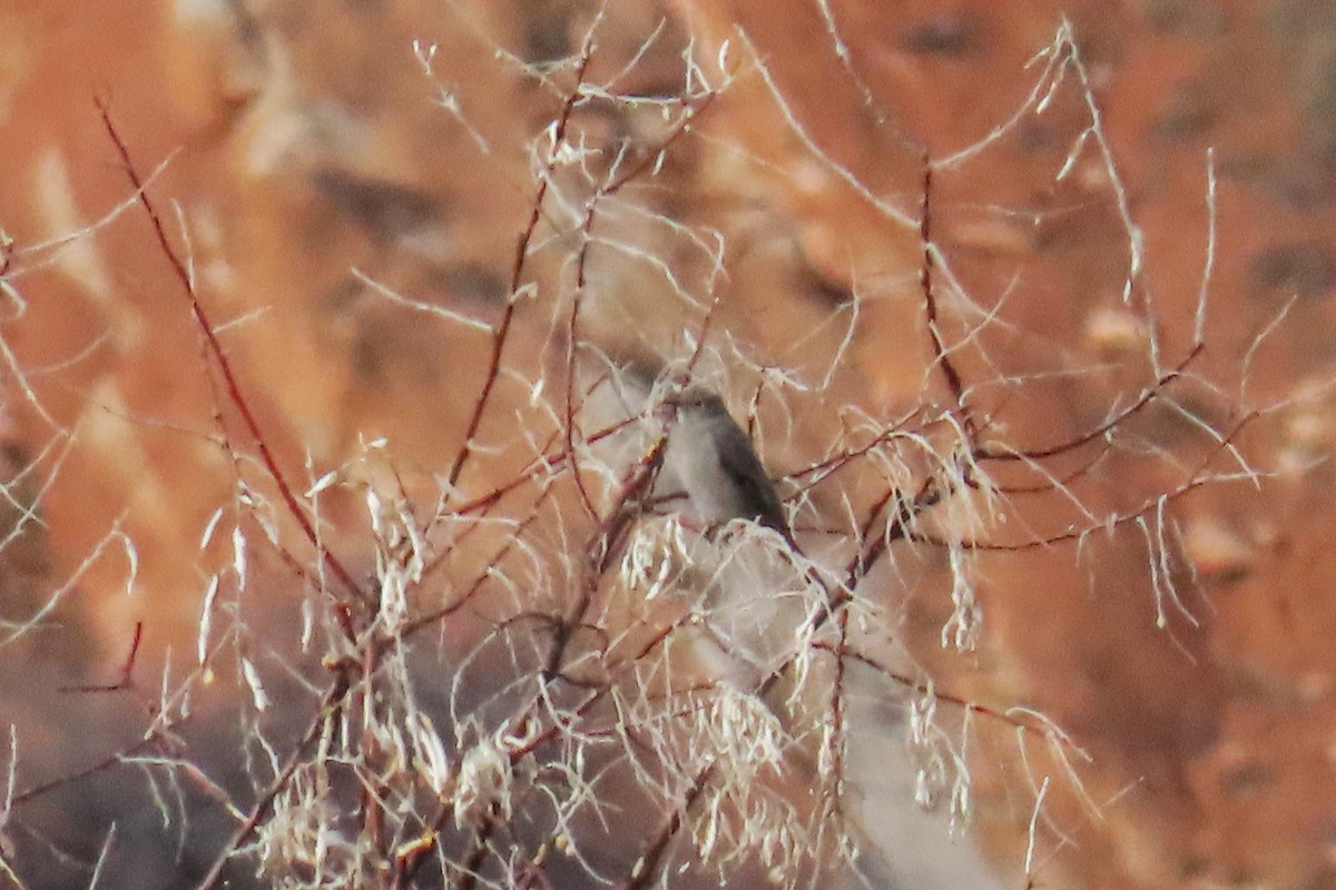 gråsolitærtrost - ML646601789