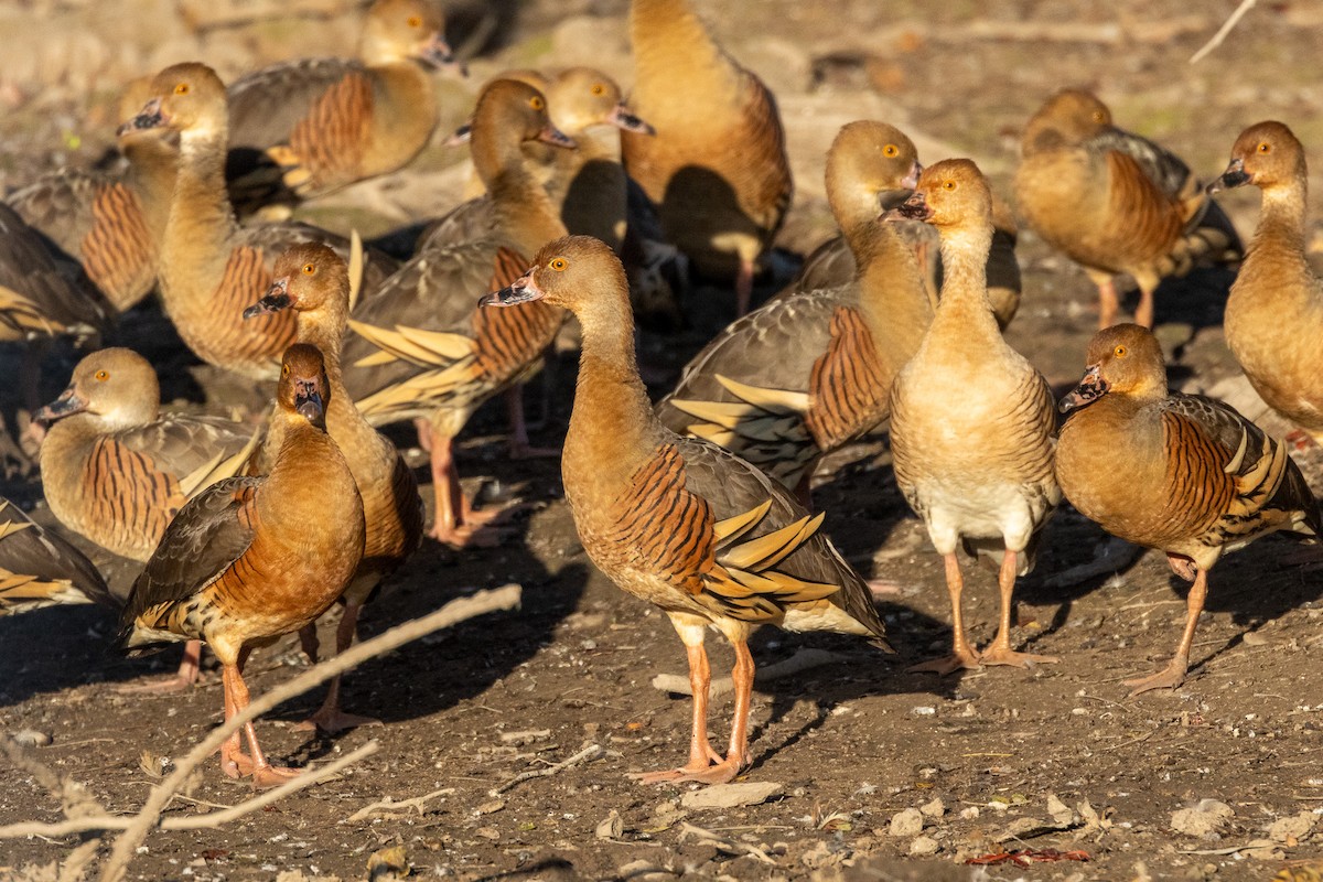 Розовоногая древесная утка - ML646601792