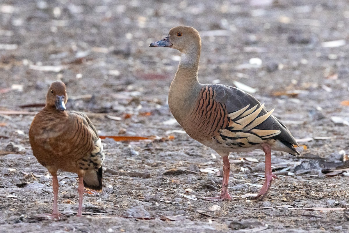 Розовоногая древесная утка - ML646601793