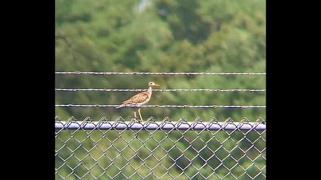 Прерийный кроншнеп - ML646601794