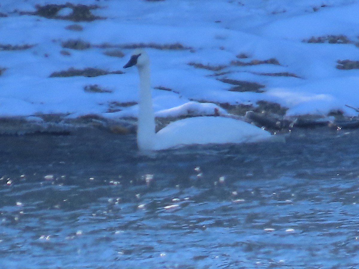 Лебедь-трубач - ML646601795