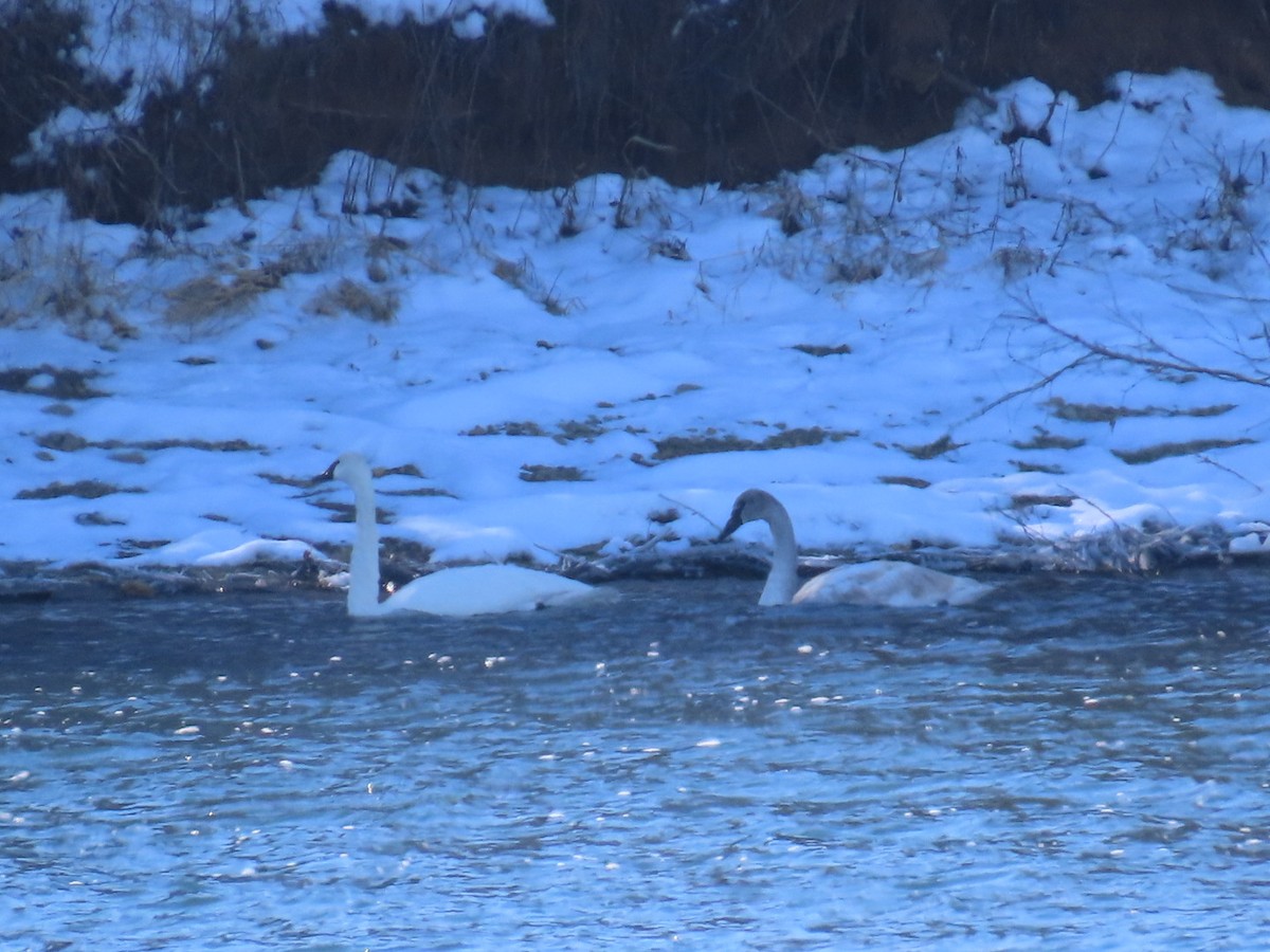 Лебедь-трубач - ML646601796