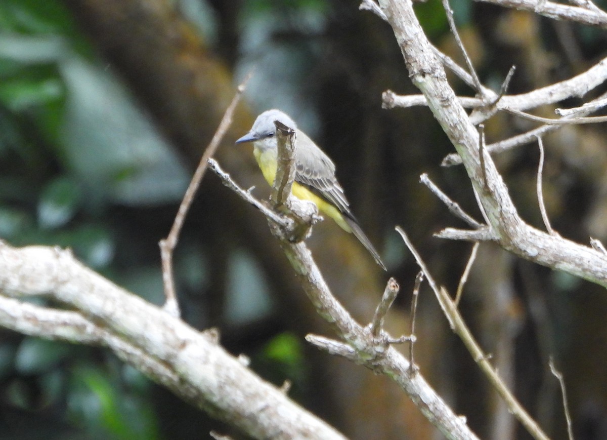 Королевский тиранн - ML646601797