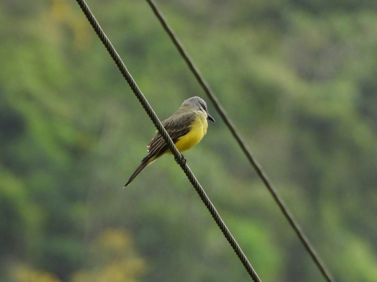 Королевский тиранн - ML646601798