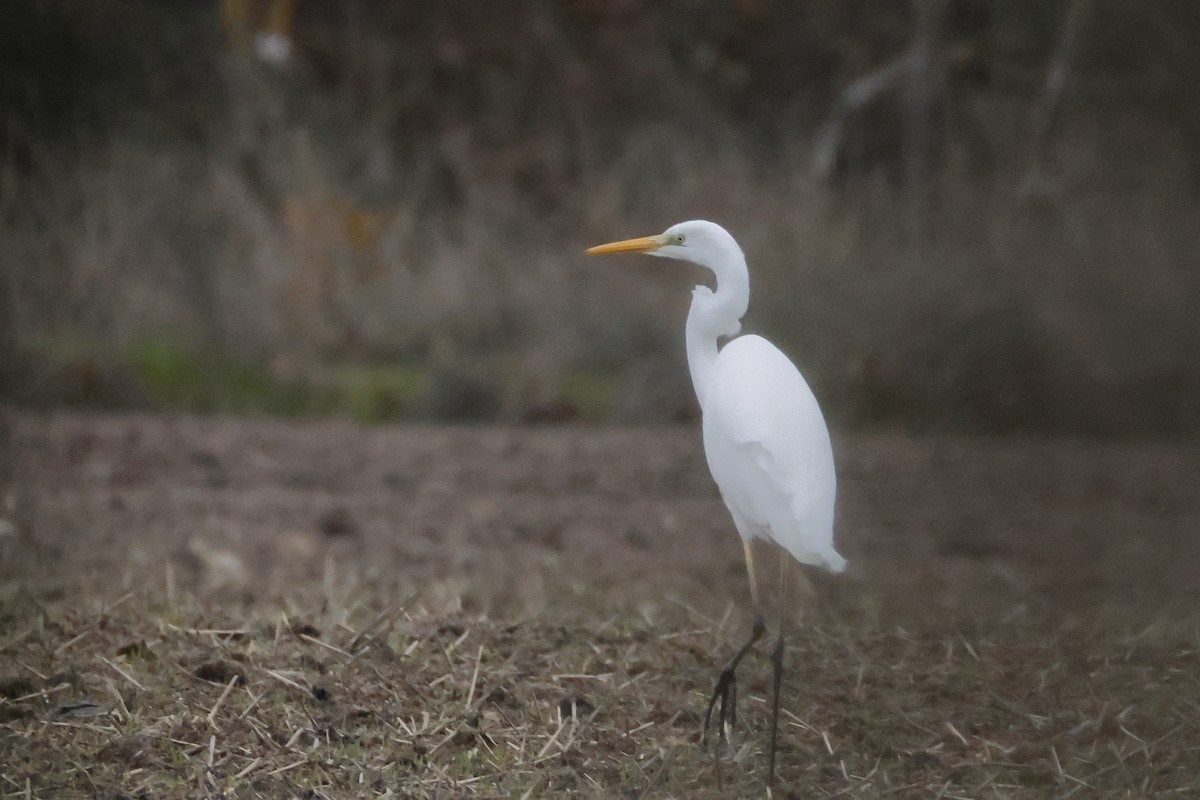 Great Egret - ML646601799