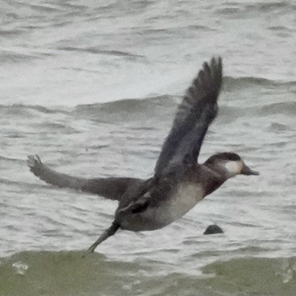 Американская савка - ML646601800