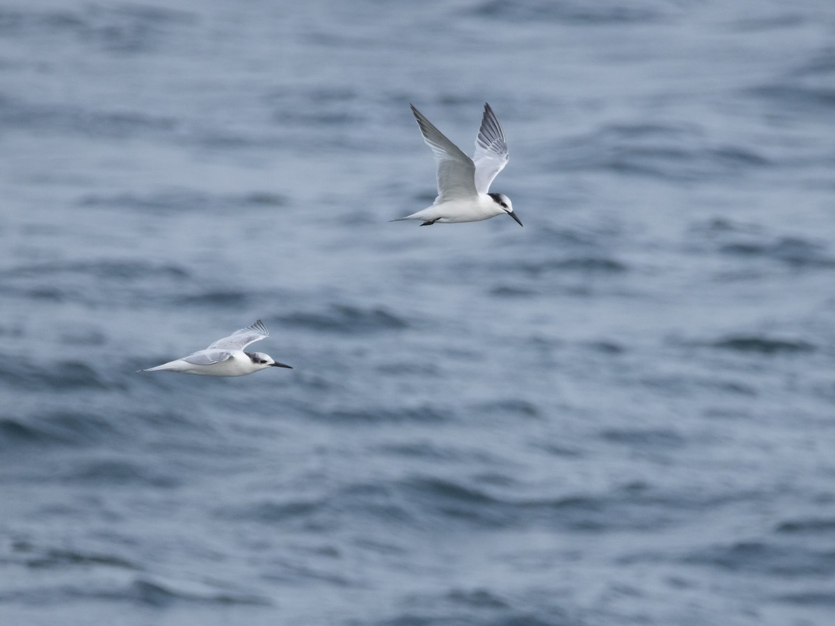 Пестроносая крачка - ML646601801