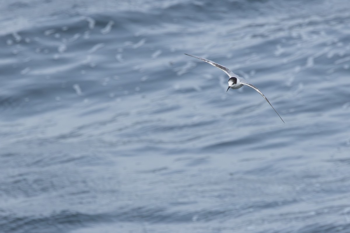 Пестроносая крачка - ML646601802