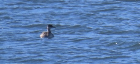 Серощёкая поганка - ML646601803