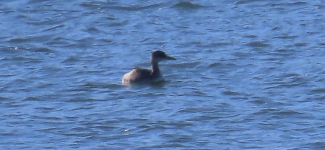 Серощёкая поганка - ML646601804