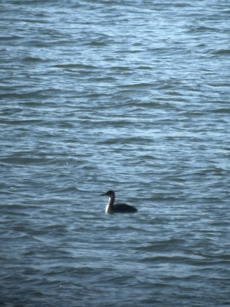 Серощёкая поганка - ML646601805