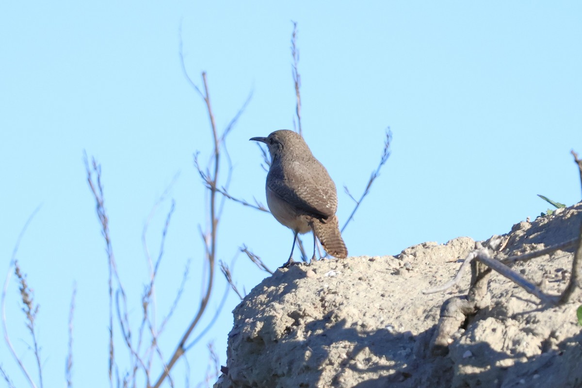 Скальный крапивник - ML646601806