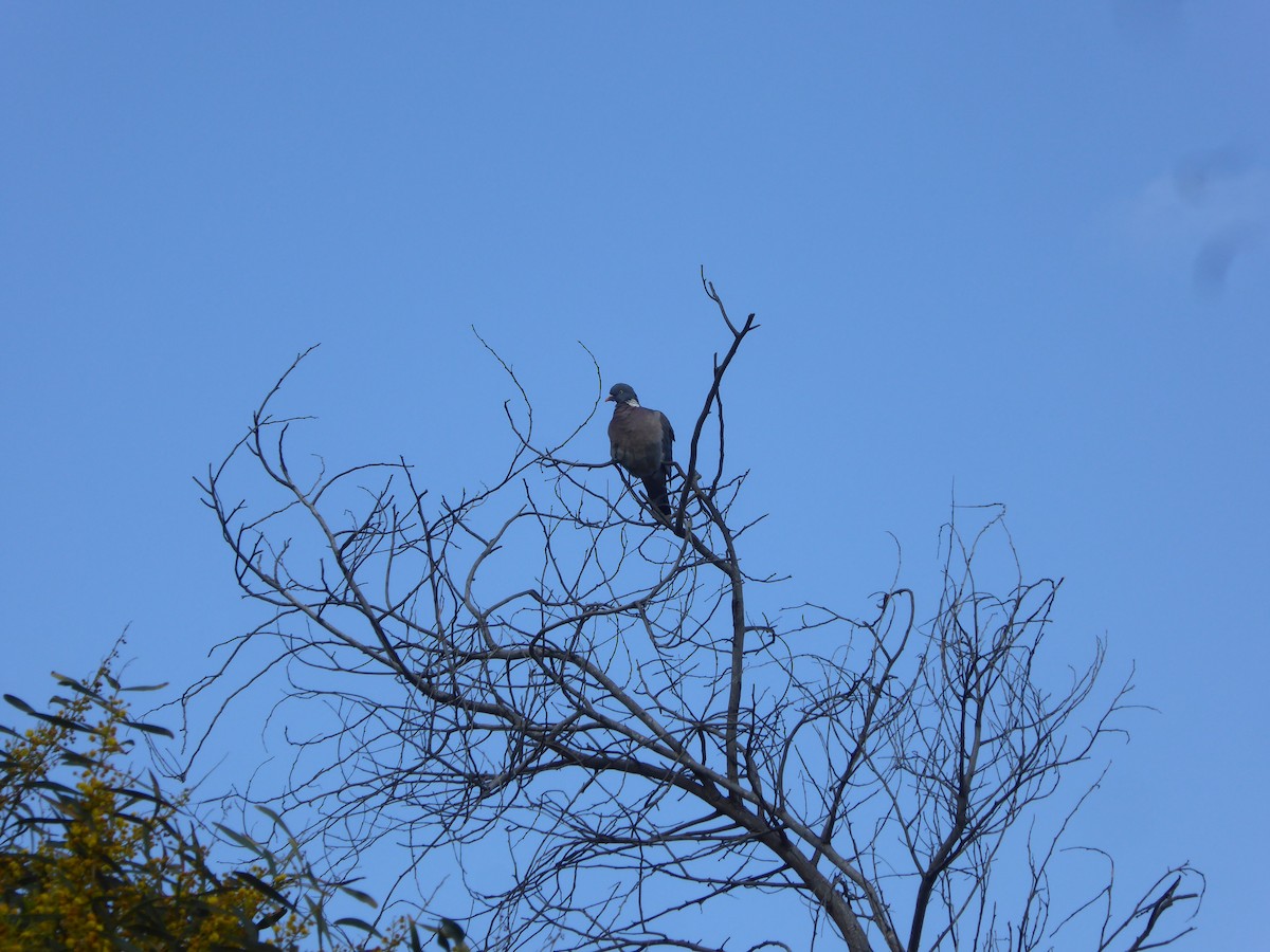 Вяхирь - ML646601808