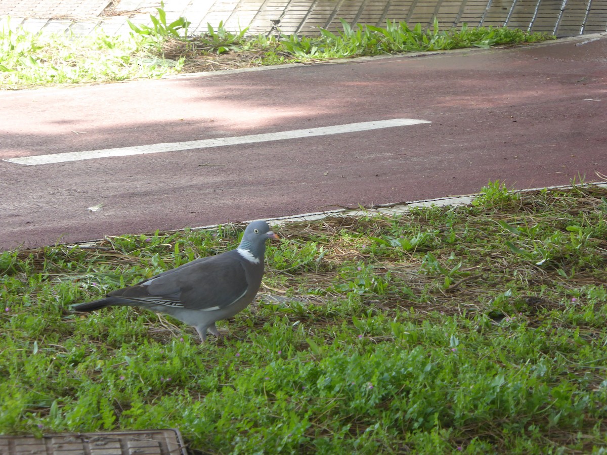 Вяхирь - ML646601809