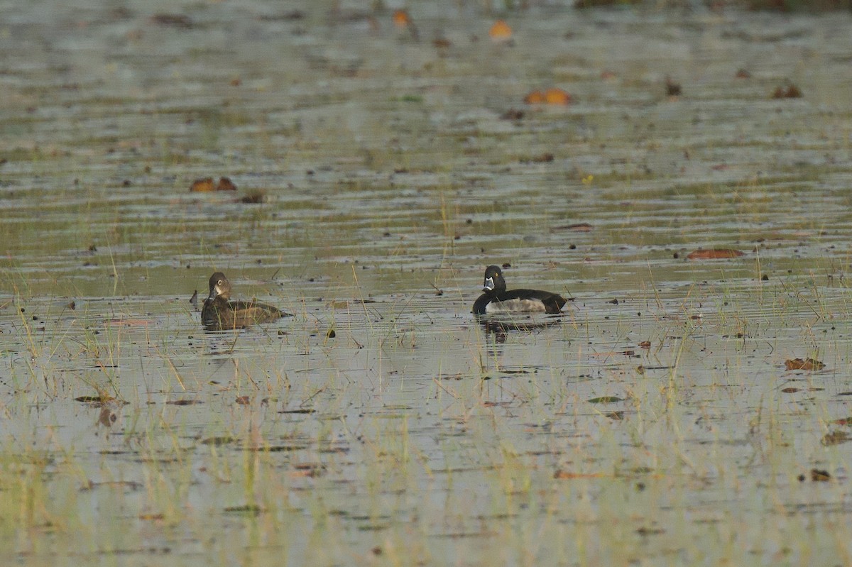 Кольчатая чернеть - ML646601810