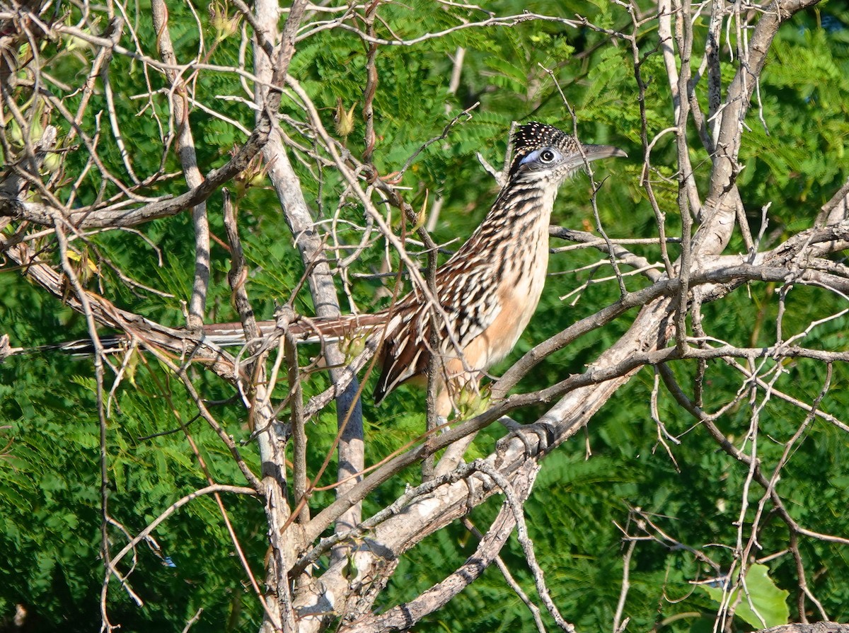 Малая кукушка-подорожник - ML646601811