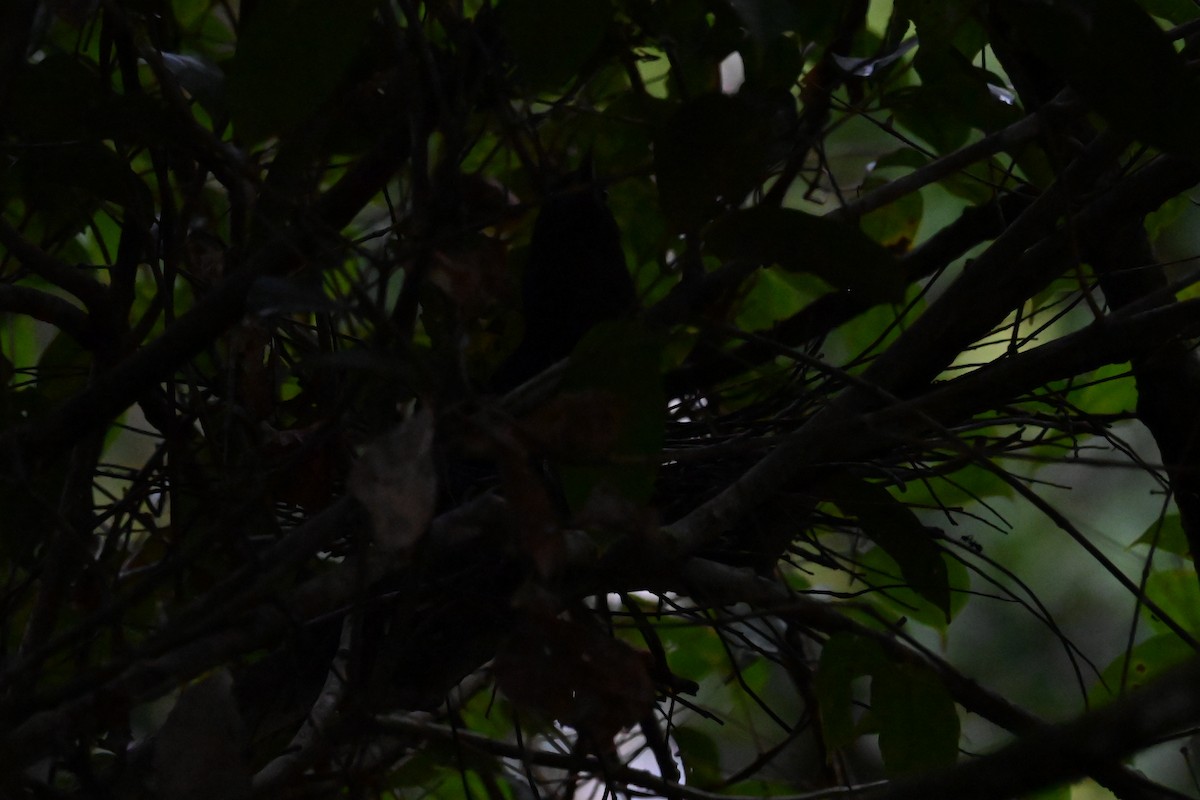 Зебровая выпь - ML646601812