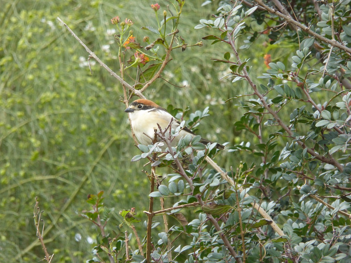 Красноголовый сорокопут - ML646601813