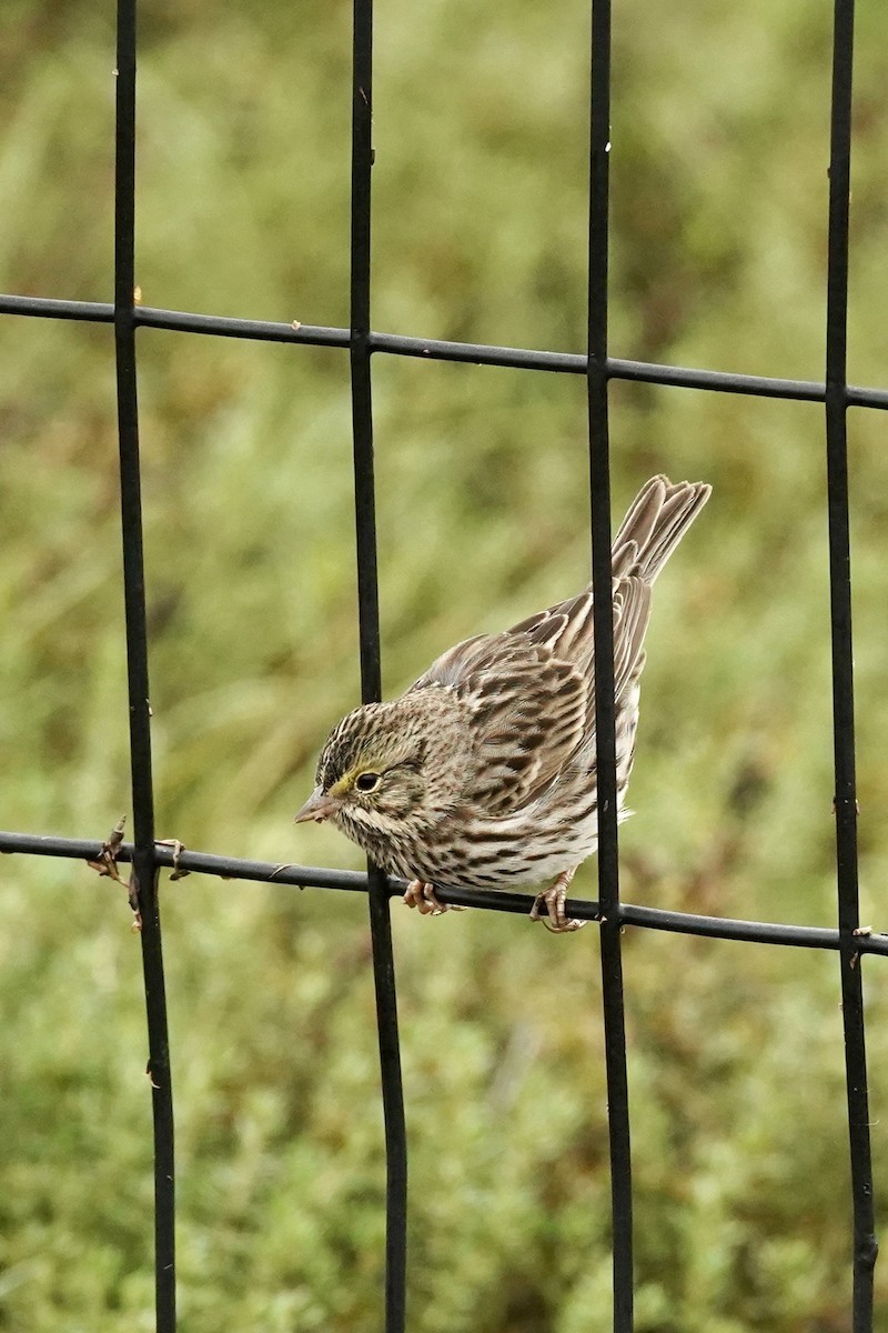 Саванная овсянка - ML646601814