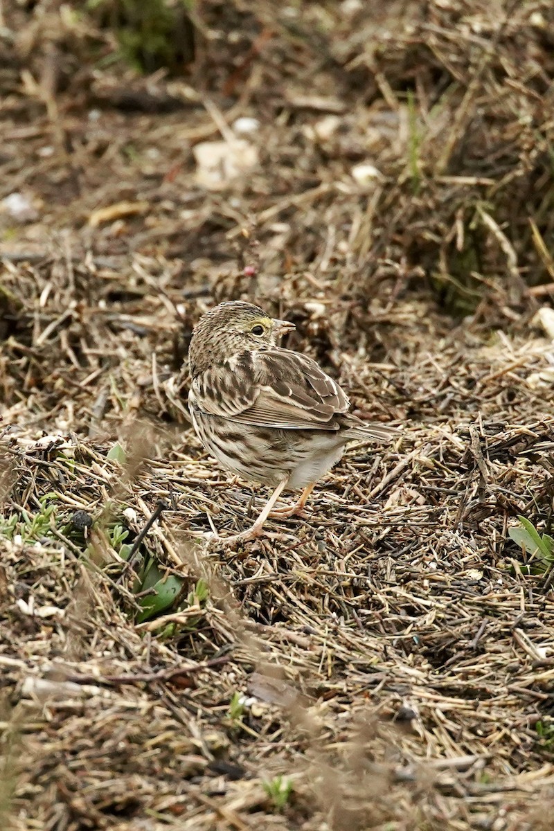 Саванная овсянка - ML646601815