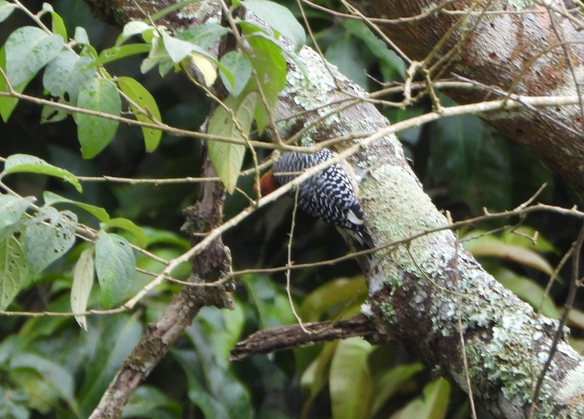 Красношапочный дятел - ML646601816