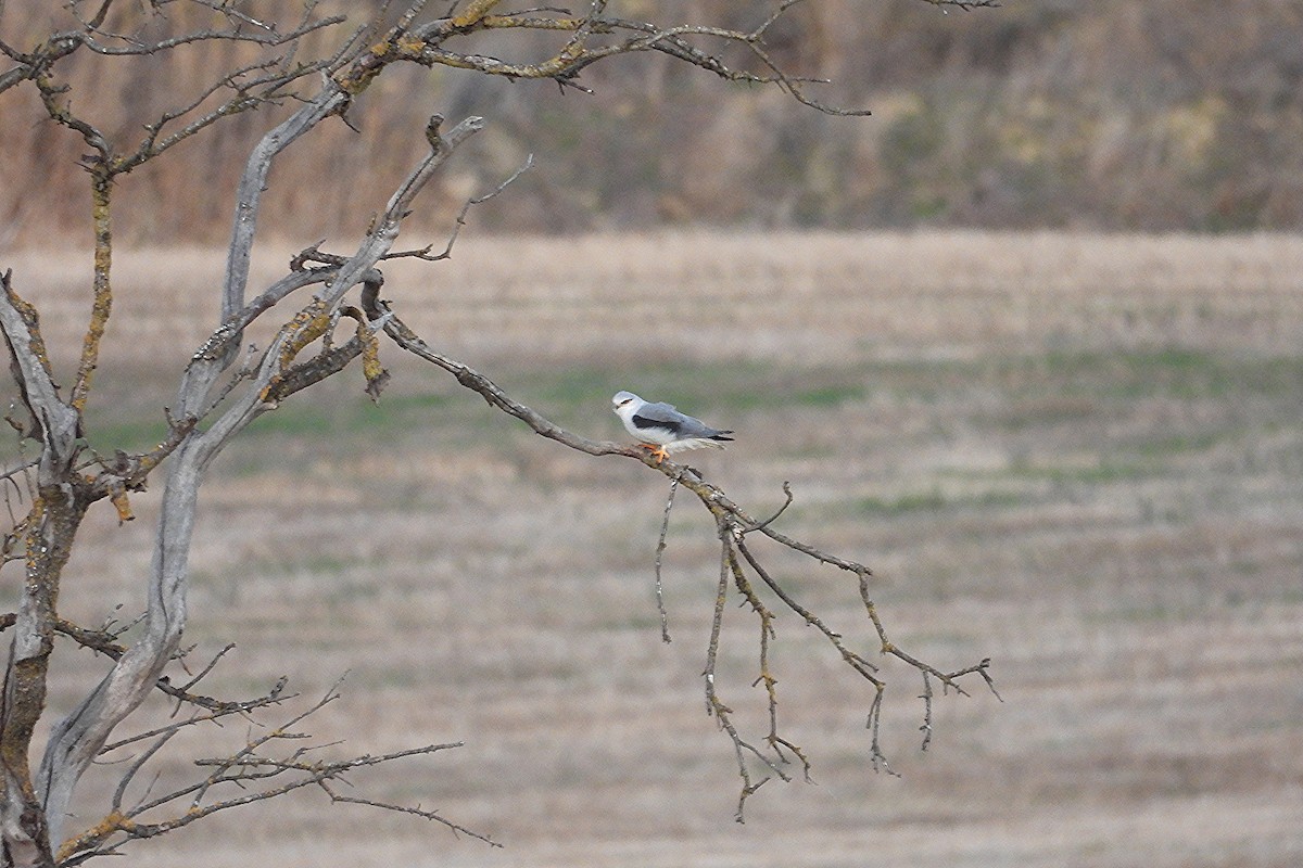 Дымчатый коршун - ML646601817