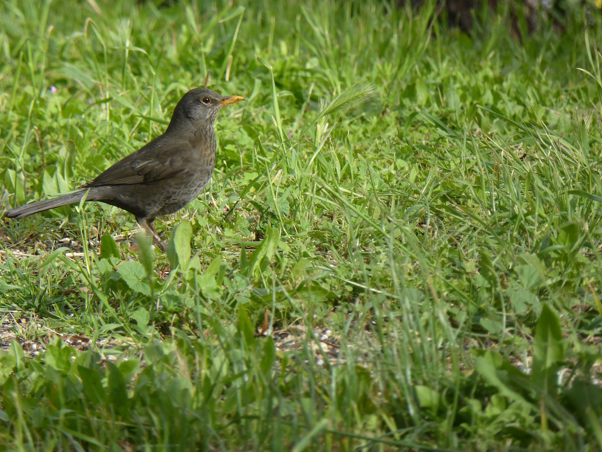 Чёрный дрозд - ML646601818